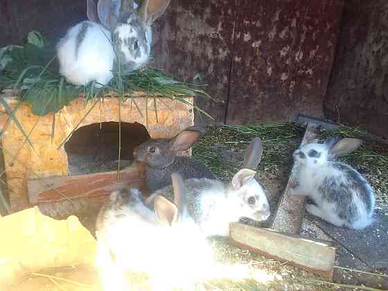 Продам кроликов в Karagandy