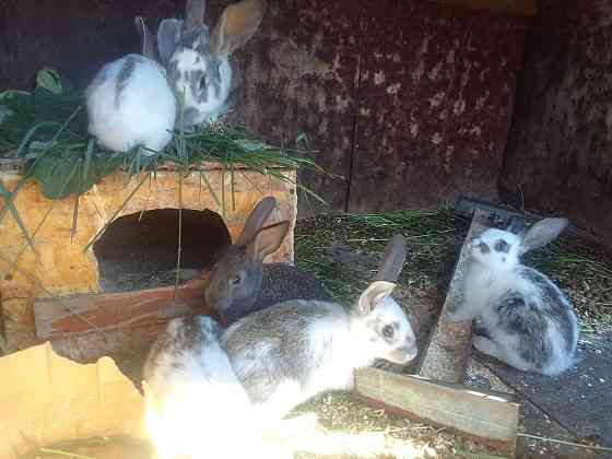 Продам кроликов в Караганда