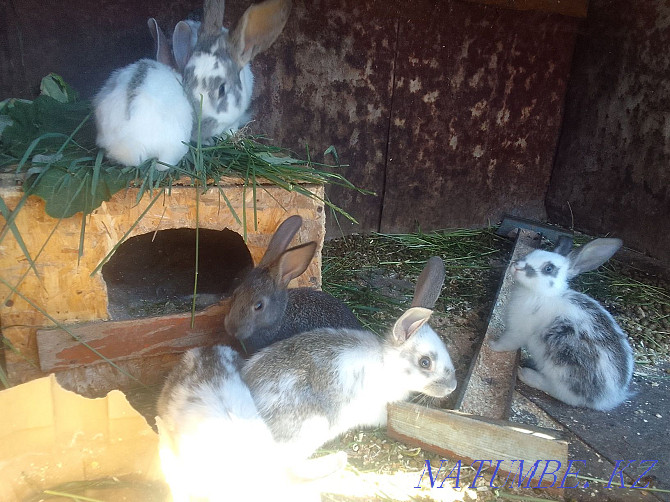 Продам кроликов в Караганда - изображение 1