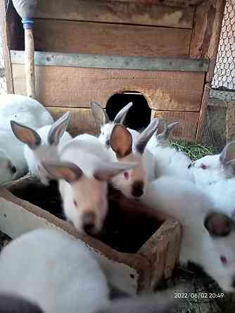 Кролики породистые Астана