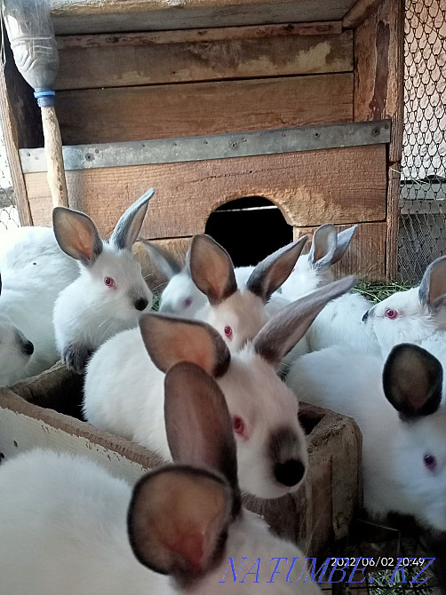 Rabbits thoroughbred Astana - photo 4