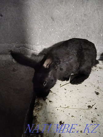 Selling rabbits. Pavlodar - photo 3