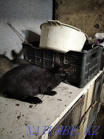 Продам кроликов.. Павлодар - изображение 1