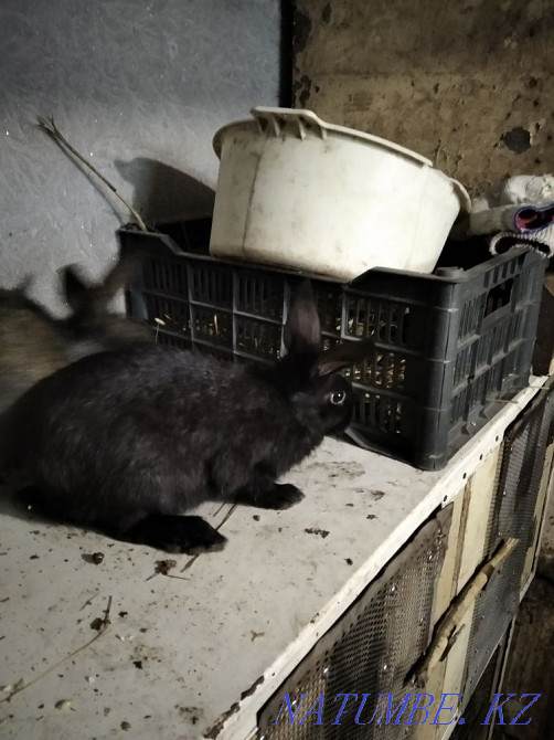 Продам кроликов.. Павлодар - изображение 1