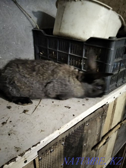 Продам кроликов.. Павлодар - изображение 2
