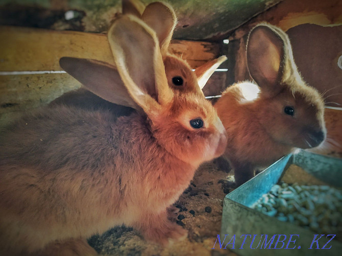 New Zealand rabbits Astana - photo 2