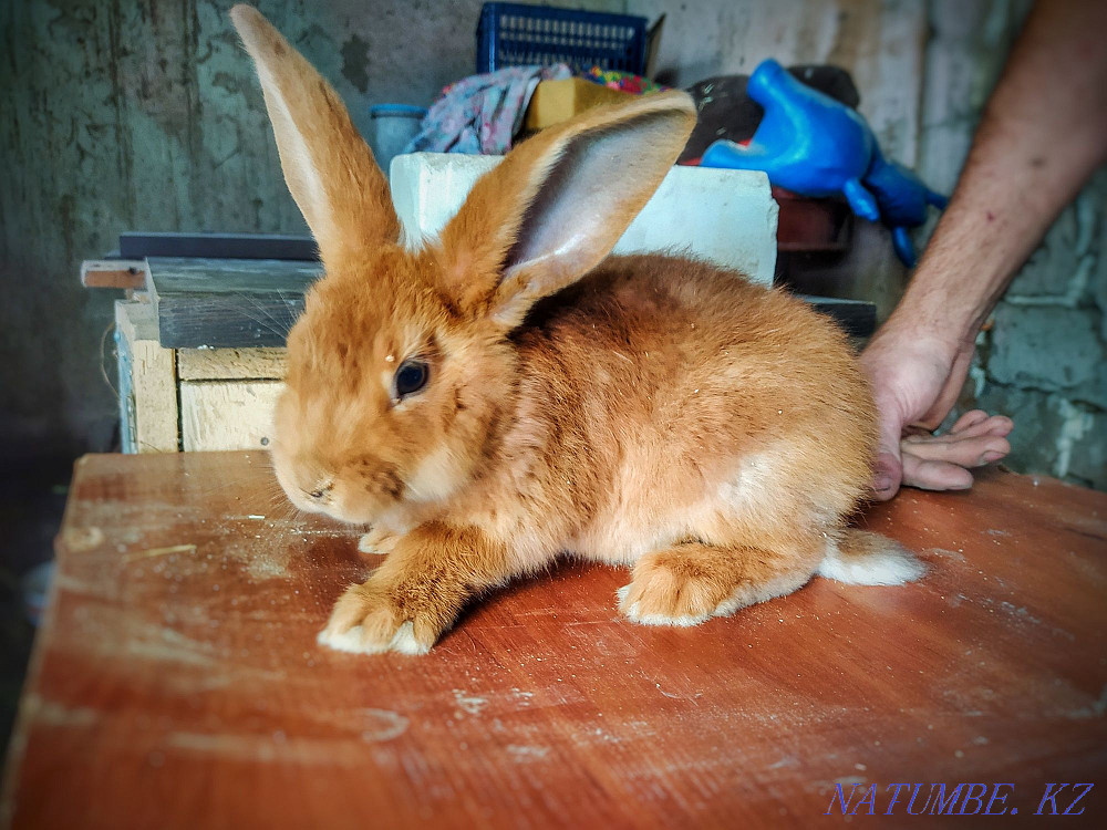 New Zealand rabbits Astana - photo 1