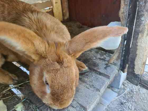 Бургундские кролики (бройлерная порода) самец 12 мес Almaty