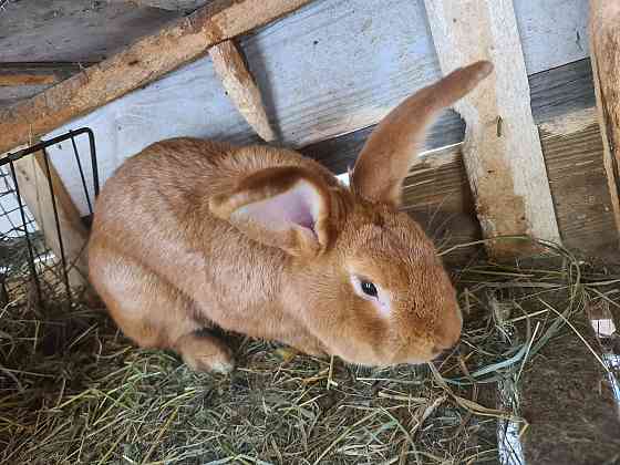 Бургундские кролики (бройлерная порода) самец 12 мес Алматы