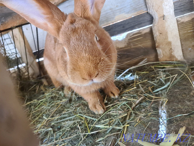 Burgundy rabbits (broiler breed) male 12 months Almaty - photo 4