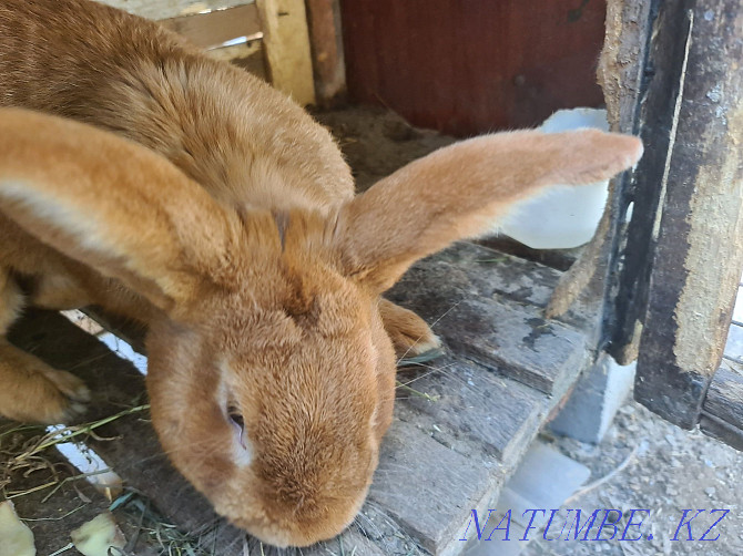 Burgundy rabbits (broiler breed) male 12 months Almaty - photo 2