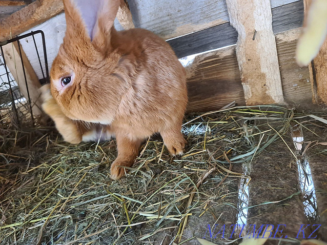 Burgundy rabbits (broiler breed) male 12 months Almaty - photo 3