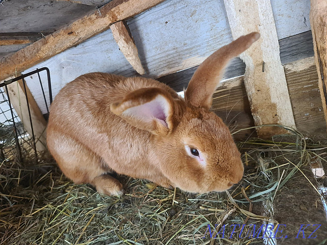 Burgundy rabbits (broiler breed) male 12 months Almaty - photo 1