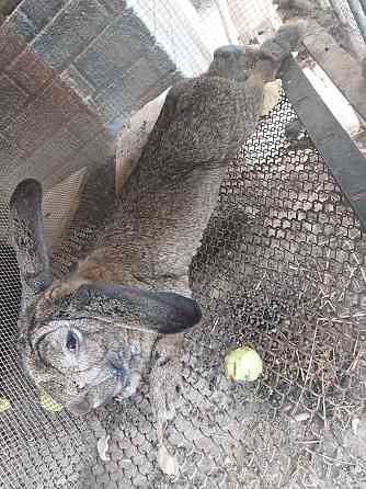Зайцы кролики великан Shymkent