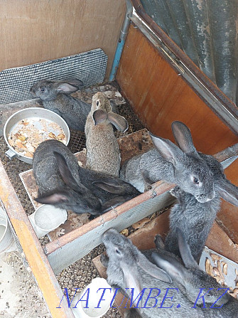 Зайцы кролики великан Шымкент - изображение 1