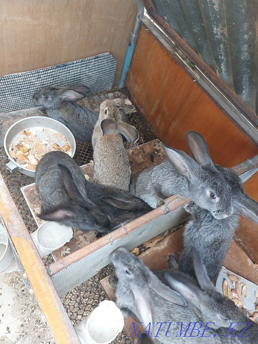 Алып қоян қоян Шымкент - изображение 1