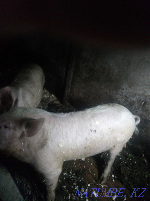 I will sell a wild boar on a tribe.Rabbits Petropavlovsk - photo 2