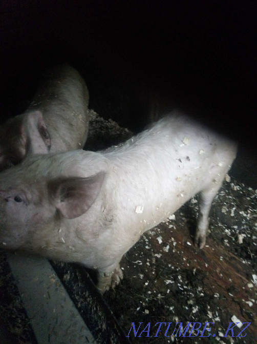 I will sell a wild boar on a tribe.Rabbits Petropavlovsk - photo 1