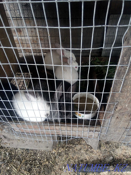 I will sell a wild boar on a tribe.Rabbits Petropavlovsk - photo 3