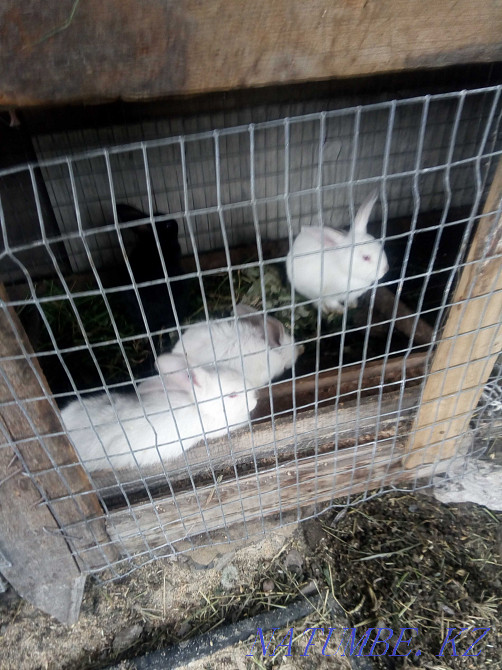 I will sell a wild boar on a tribe.Rabbits Petropavlovsk - photo 4