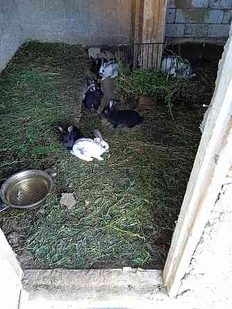 Кролики 2х месячные 2000тенге Мичуринское