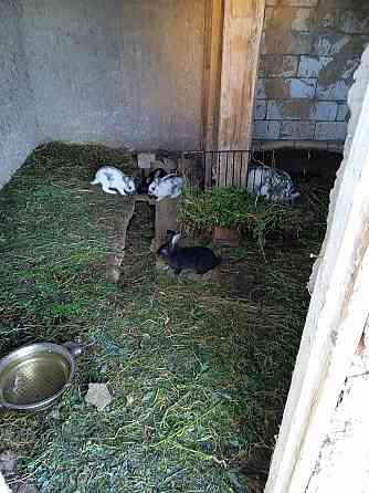 Кролики 2х месячные 2000тенге Мичуринское