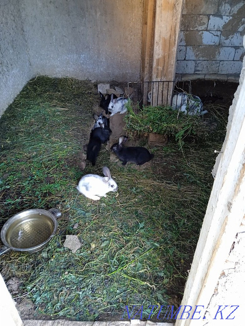 Кролики 2х месячные 2000тенге Мичуринское - изображение 3