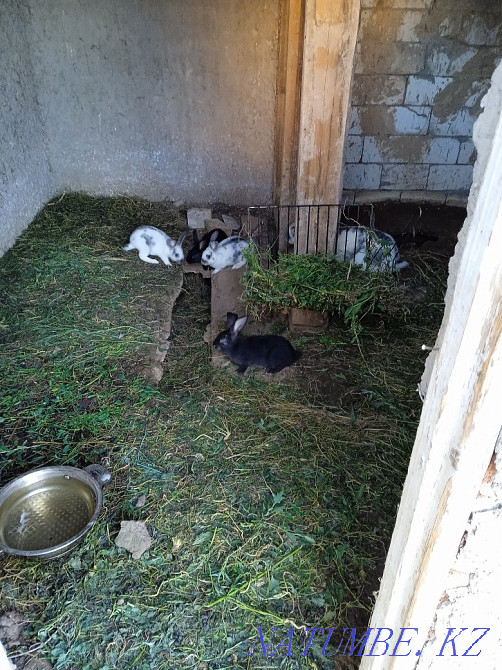 Кролики 2х месячные 2000тенге Мичуринское - изображение 1