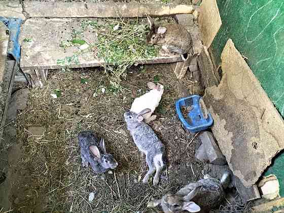 Кролики . Almaty