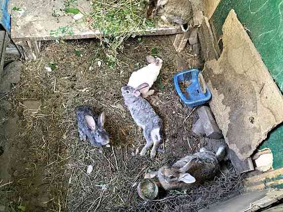 Кролики . Almaty