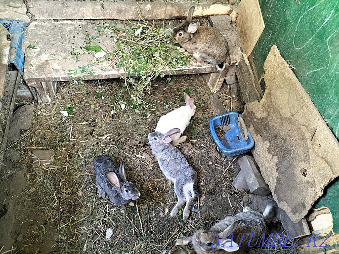 Кролики . Алматы - изображение 2