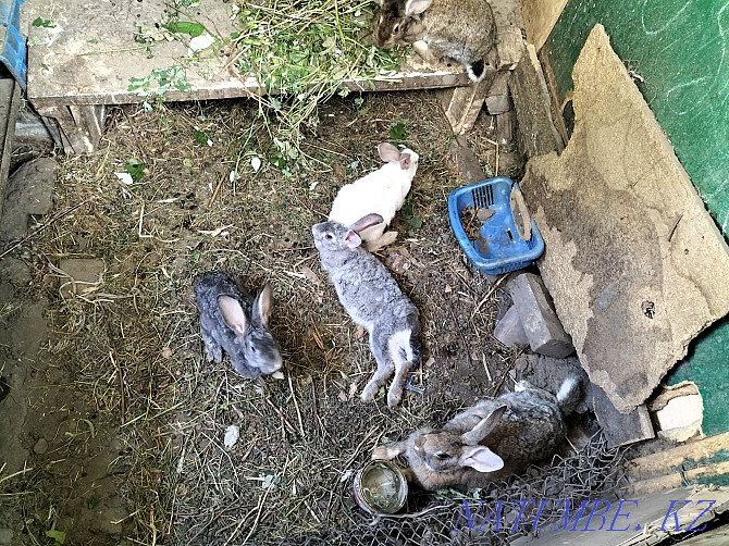 Кролики . Алматы - изображение 4