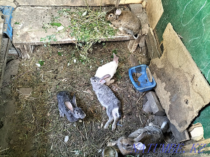 Кролики . Алматы - изображение 1