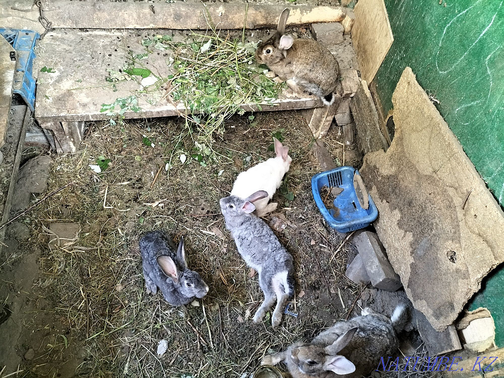 Rabbits. Almaty - photo 2