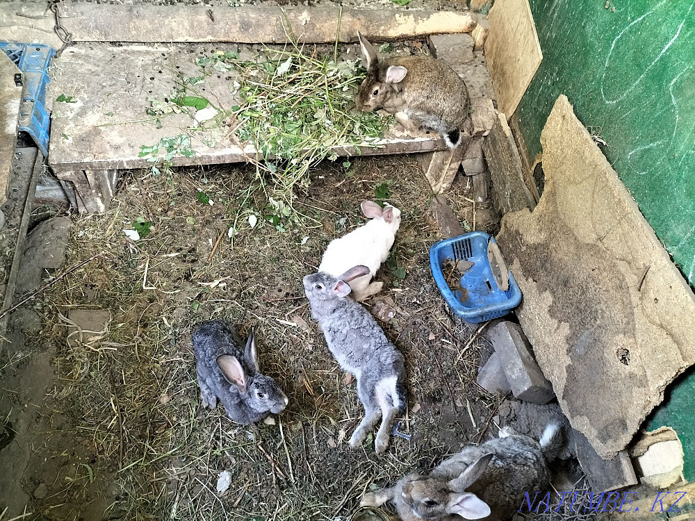 Rabbits. Almaty - photo 3