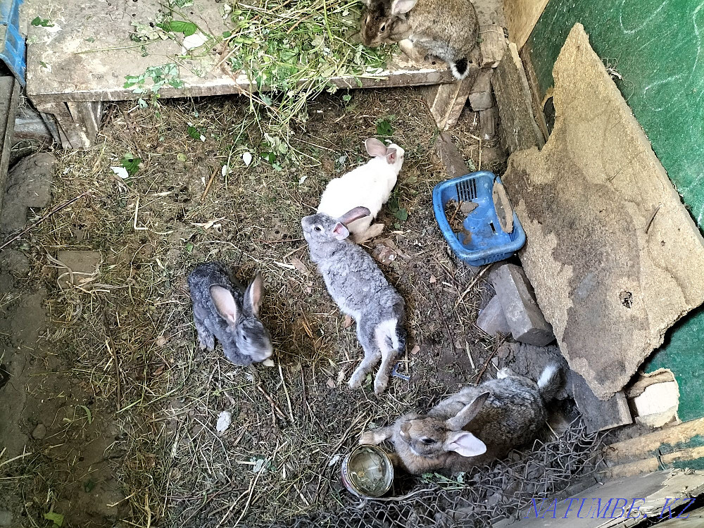 Rabbits. Almaty - photo 4