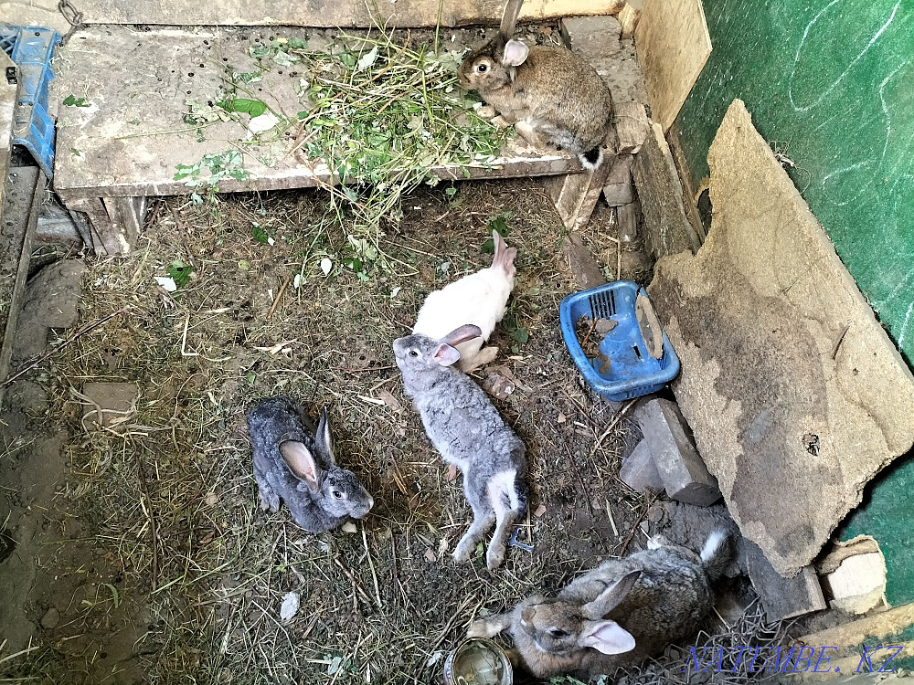 Rabbits. Almaty - photo 1
