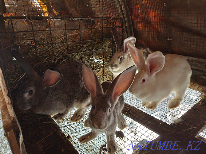 Продам кроликов великаны Казцик - изображение 1