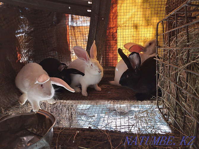 Продам кроликов великаны Казцик - изображение 3