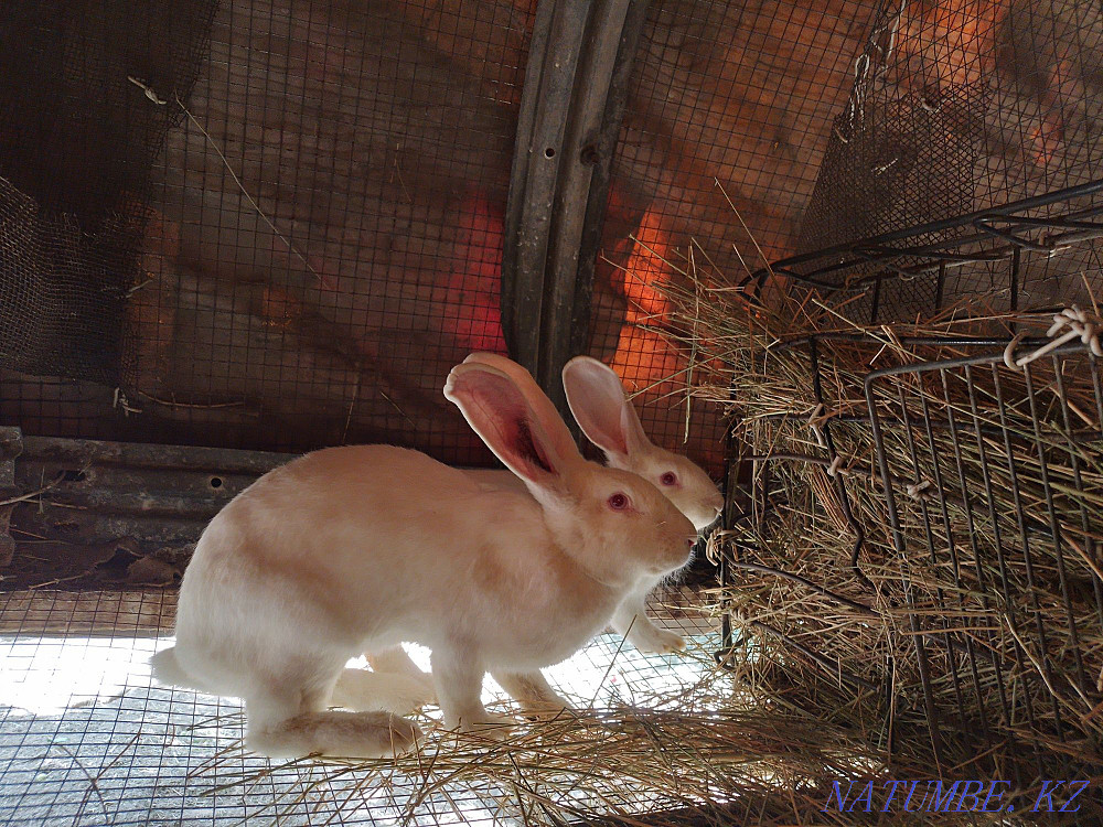 Продам кроликов великаны Казцик - изображение 2