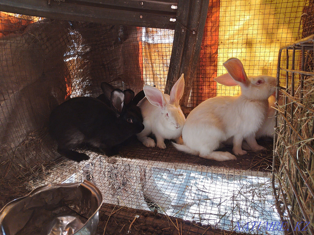 Продам кроликов великаны Казцик - изображение 4