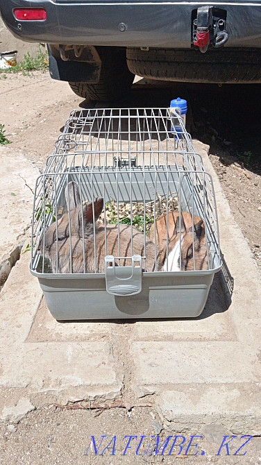 сәндік қояндар  Ақтөбе  - изображение 3