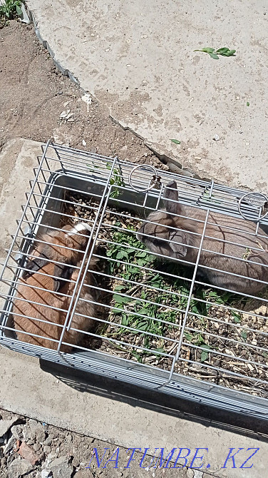 сәндік қояндар  Ақтөбе  - изображение 4