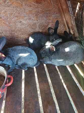 Кролики порода серебристый Kostanay