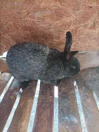 Кролики порода серебристый Kostanay