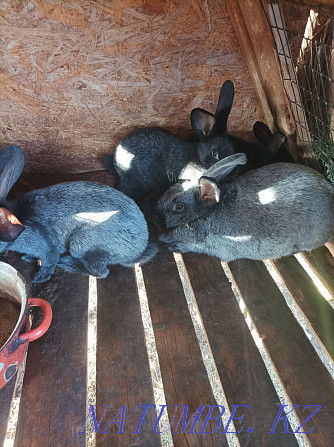 Кролики порода серебристый Костанай - изображение 2