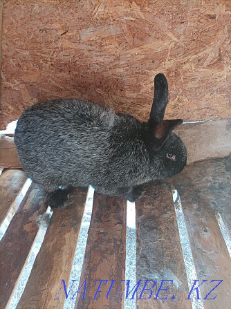 Кролики порода серебристый Костанай - изображение 3