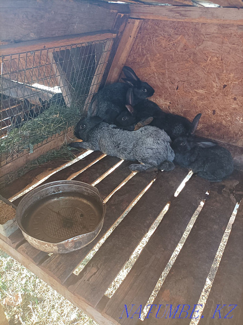 Rabbits breed silver Kostanay - photo 1