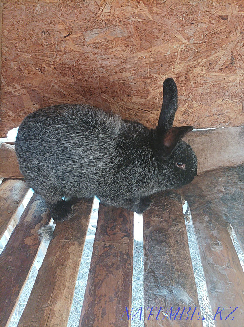 Rabbits breed silver Kostanay - photo 3
