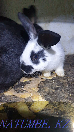 Продам кроликов порода бабочка Шымкент - изображение 1